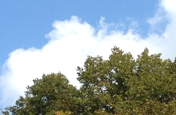 Bäume und Wolken