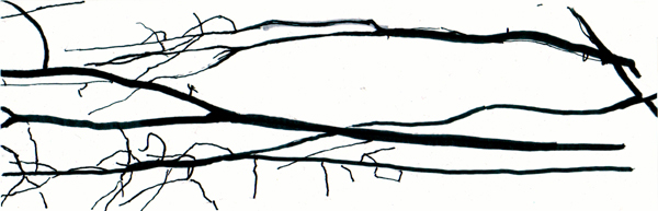 Details von Eiche 1